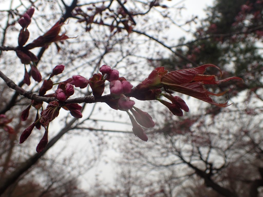 坂下野球場横の桜つぼみの状態-2